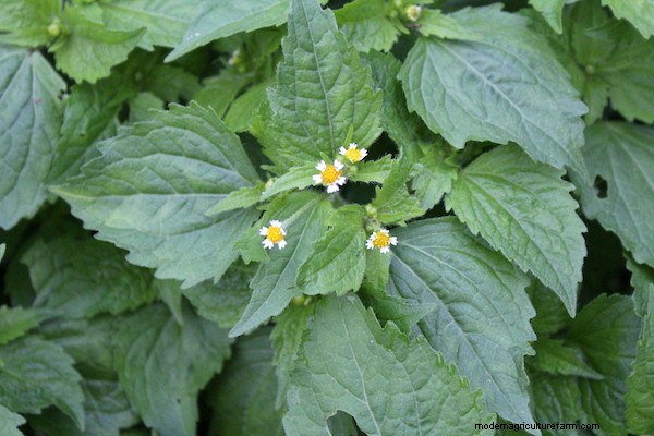 20+ Edible Weeds in Your Garden (with recipes!)