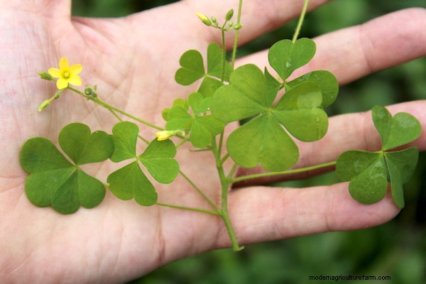 20+ Edible Weeds in Your Garden (with recipes!)