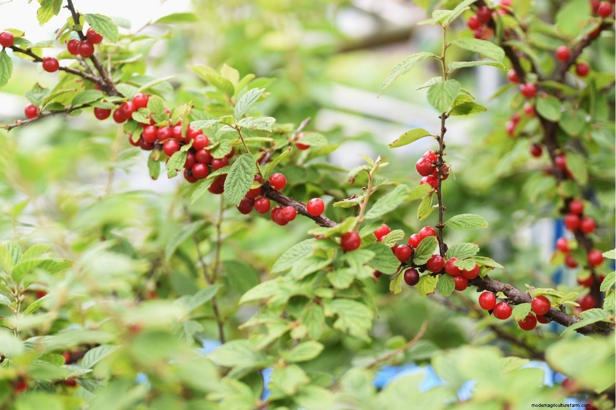 How to Grow Nanking Cherry (Prunus tomentosa)