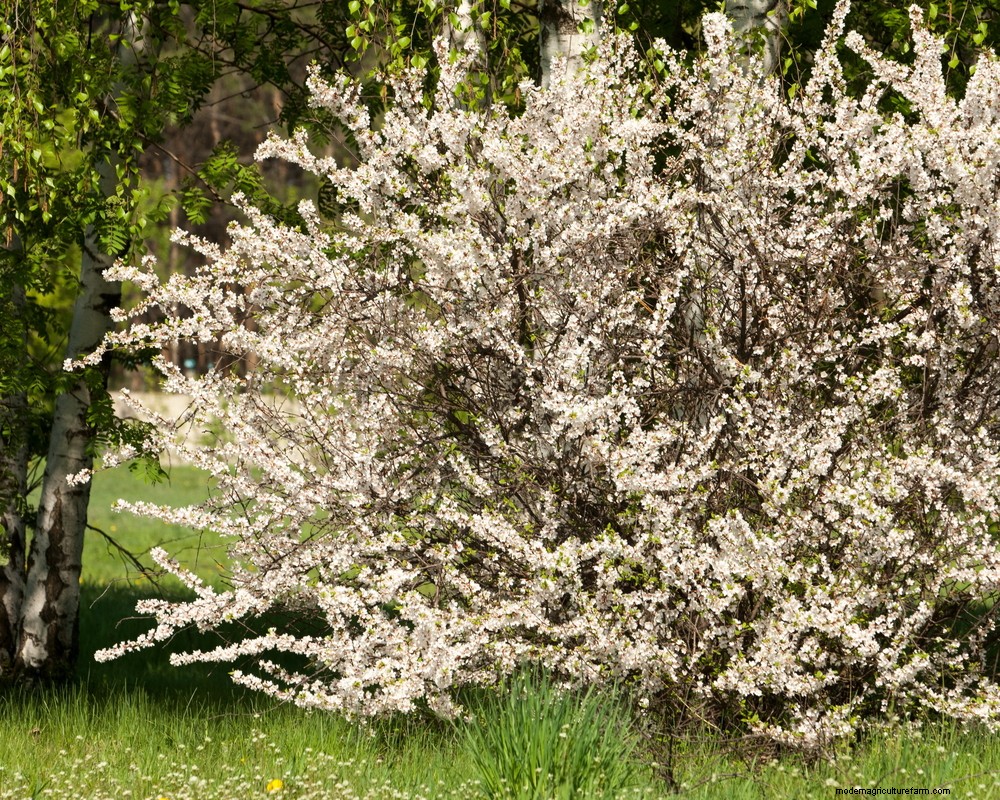 How to Grow Nanking Cherry (Prunus tomentosa)