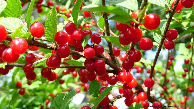 How to Grow Nanking Cherry (Prunus tomentosa)