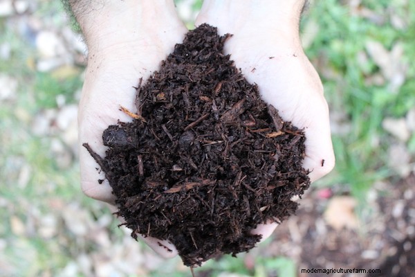 How to Grow Nanking Cherry (Prunus tomentosa)