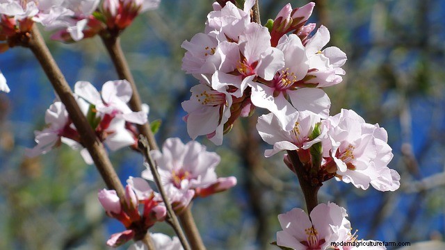 How to Grow Nanking Cherry (Prunus tomentosa)