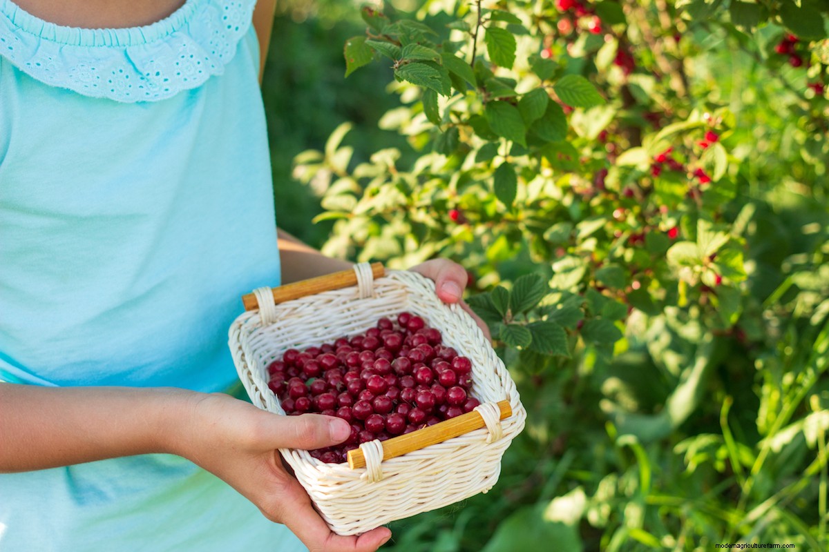 How to Grow Nanking Cherry (Prunus tomentosa)