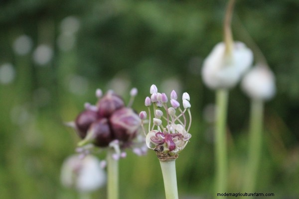 Breeding Your Own Garlic Varieties (True Garlic Seed)