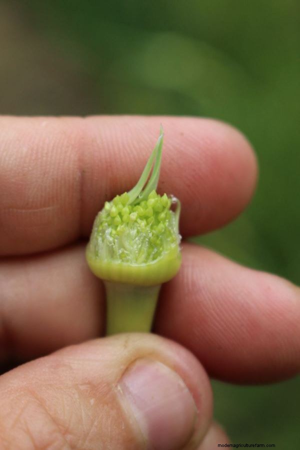 Breeding Your Own Garlic Varieties (True Garlic Seed)