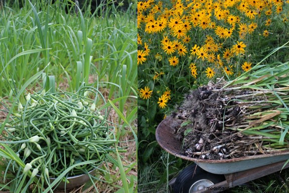 Breeding Your Own Garlic Varieties (True Garlic Seed)