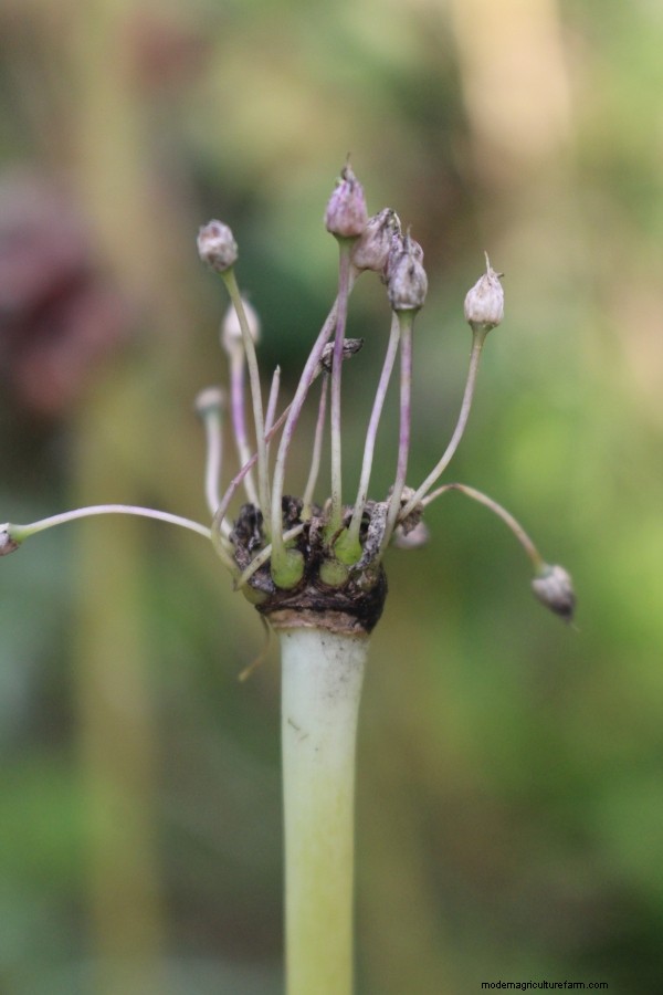 Breeding Your Own Garlic Varieties (True Garlic Seed)