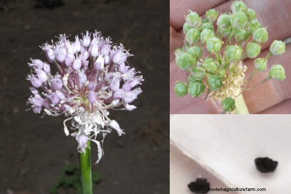 Breeding Your Own Garlic Varieties (True Garlic Seed)