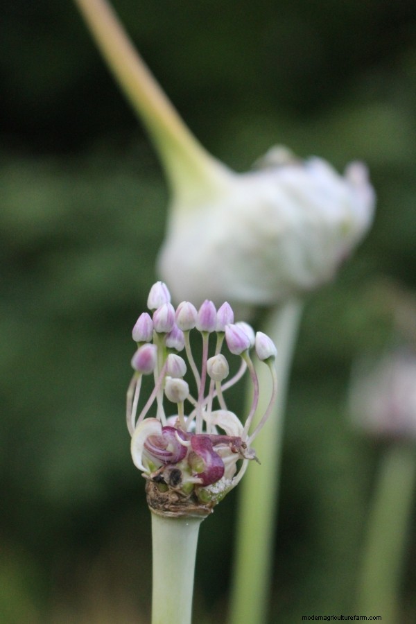 Breeding Your Own Garlic Varieties (True Garlic Seed)