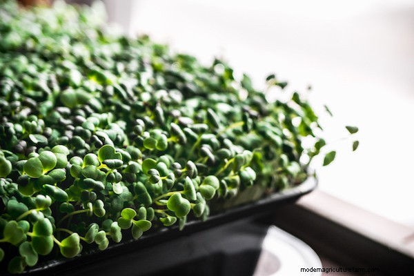 How to Grow Microgreens