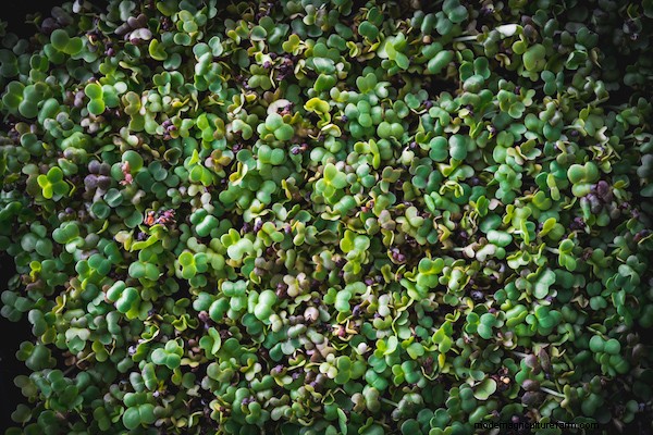 How to Grow Microgreens