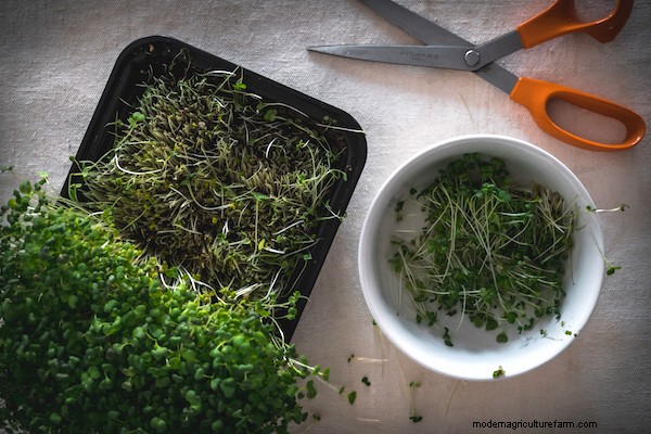 How to Grow Microgreens