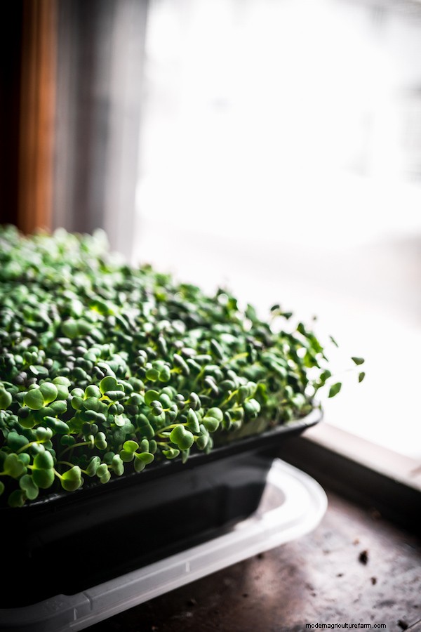 How to Grow Microgreens