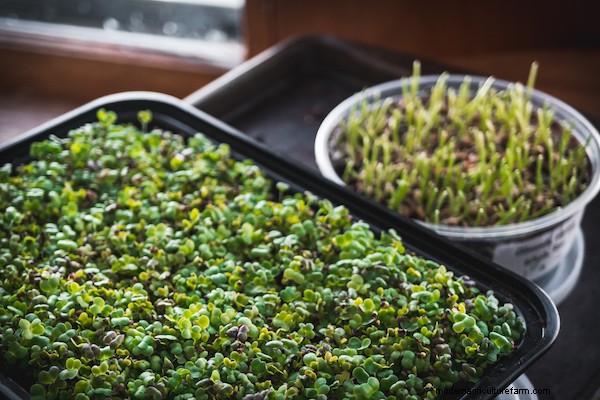 How to Grow Microgreens