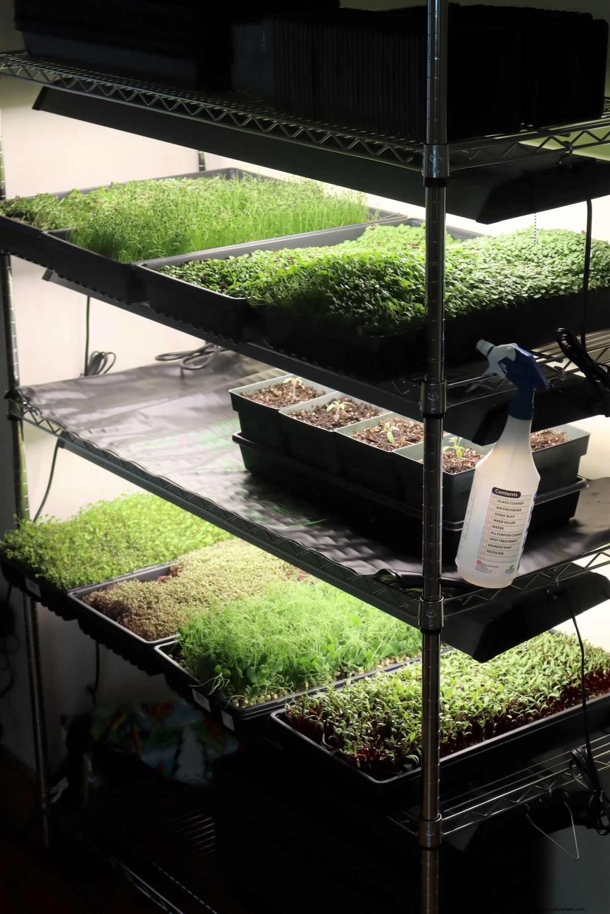 How to Grow Microgreens