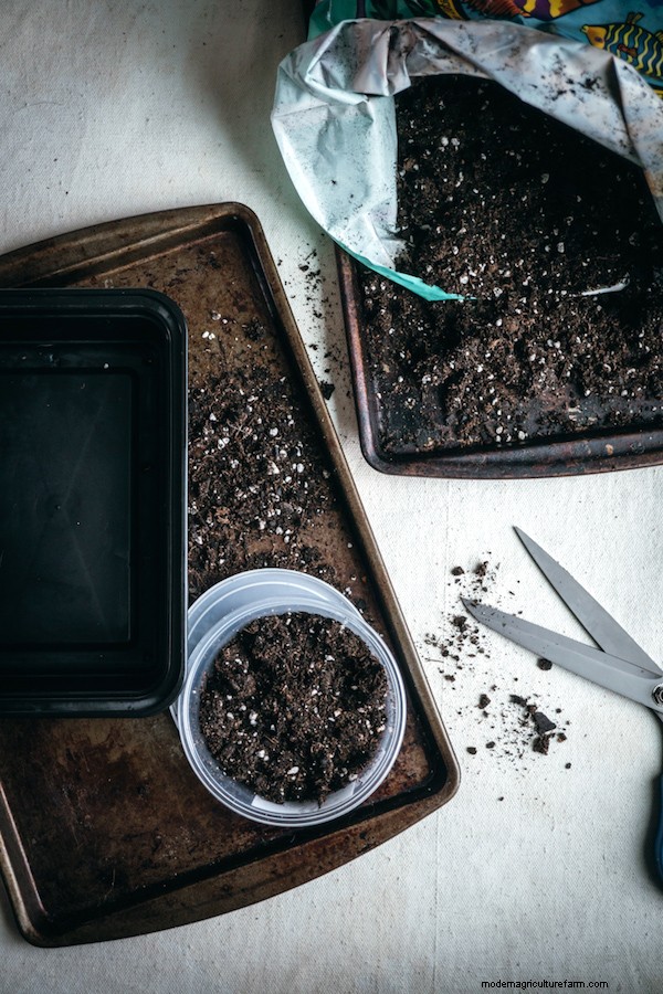 How to Grow Microgreens