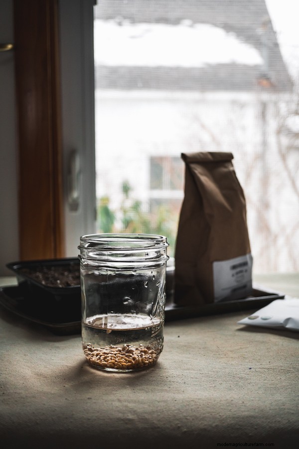 How to Grow Microgreens