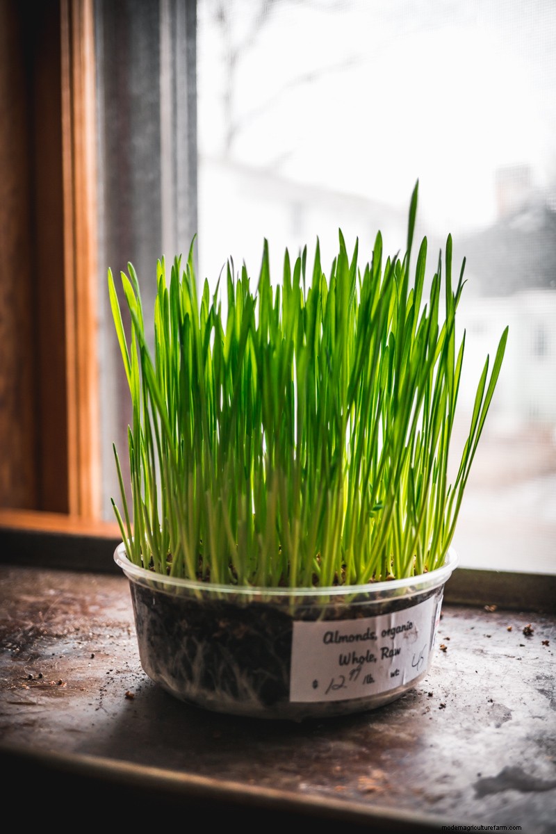How to Grow Microgreens