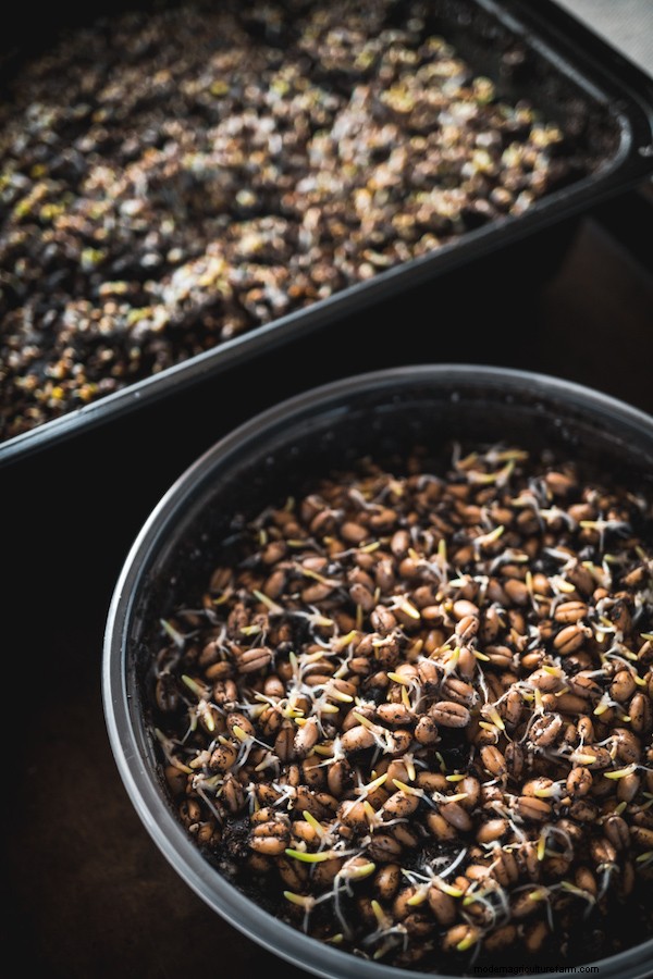 How to Grow Microgreens