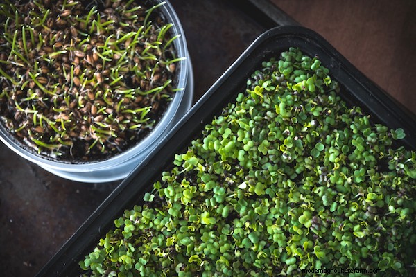 How to Grow Microgreens