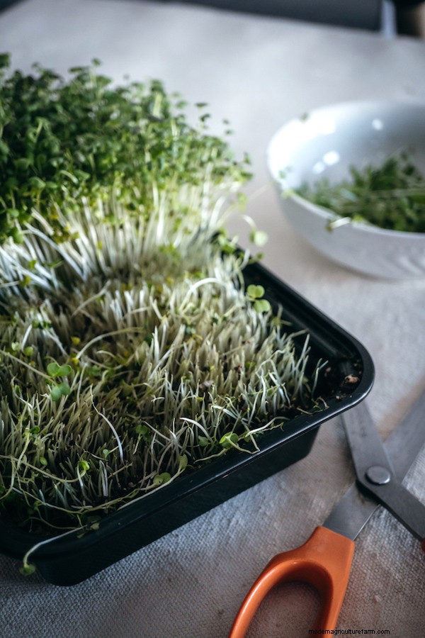 How to Grow Microgreens
