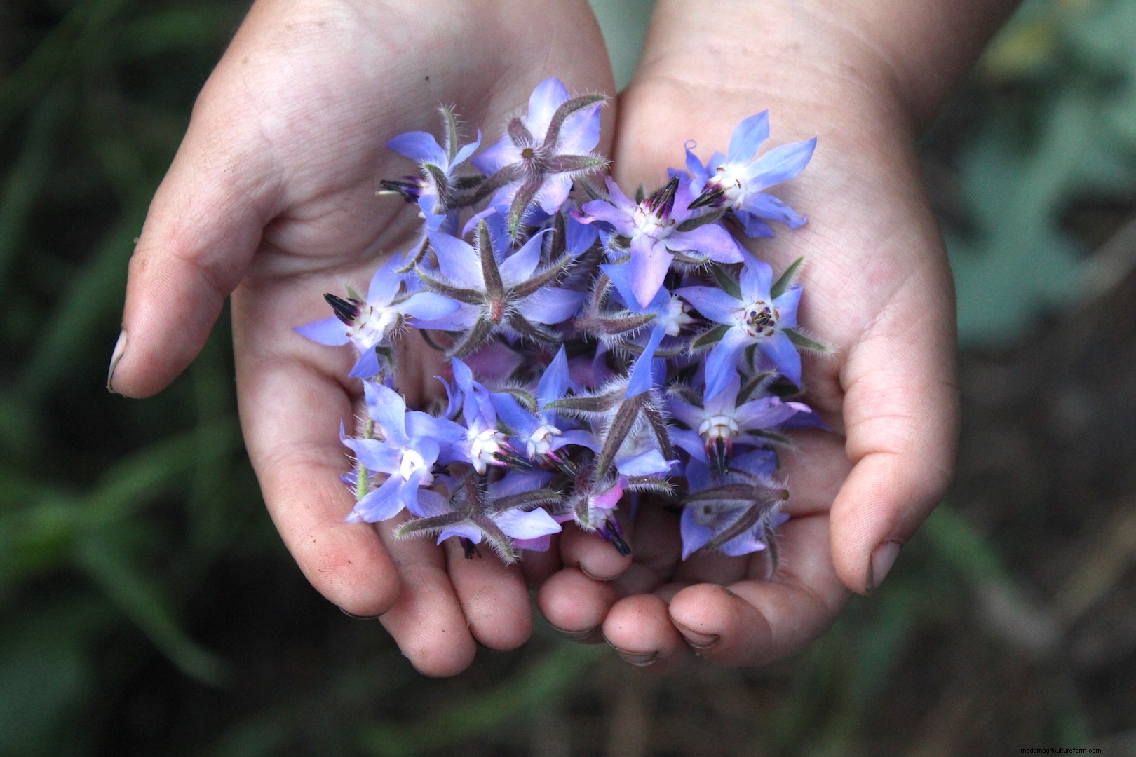 15 Ways to Use Borage