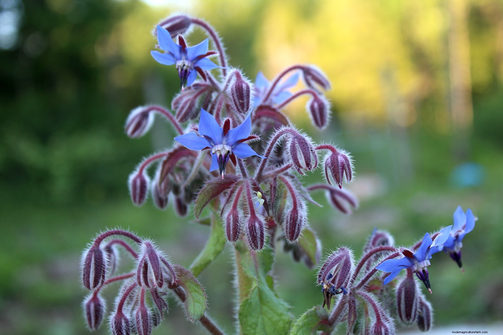 15 Ways to Use Borage