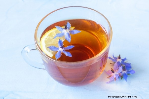 15 Ways to Use Borage