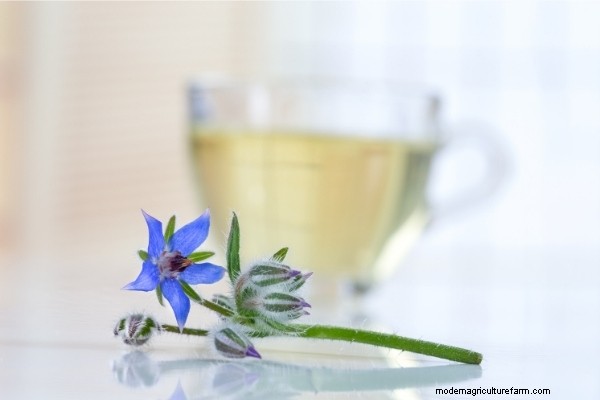 15 Ways to Use Borage