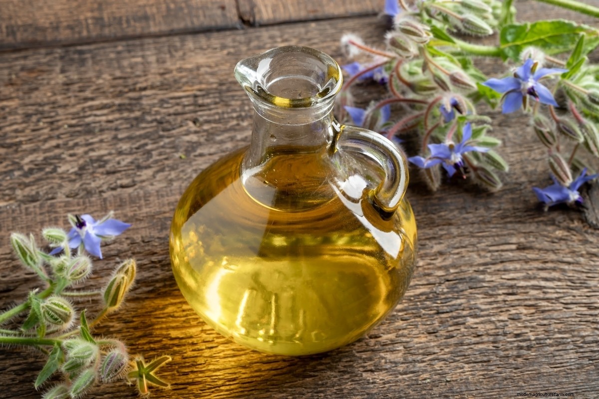 15 Ways to Use Borage