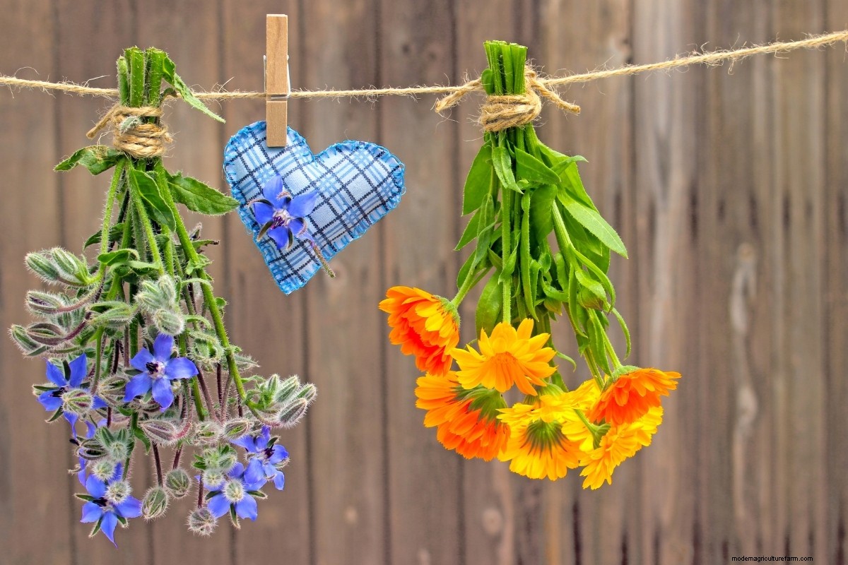 15 Ways to Use Borage