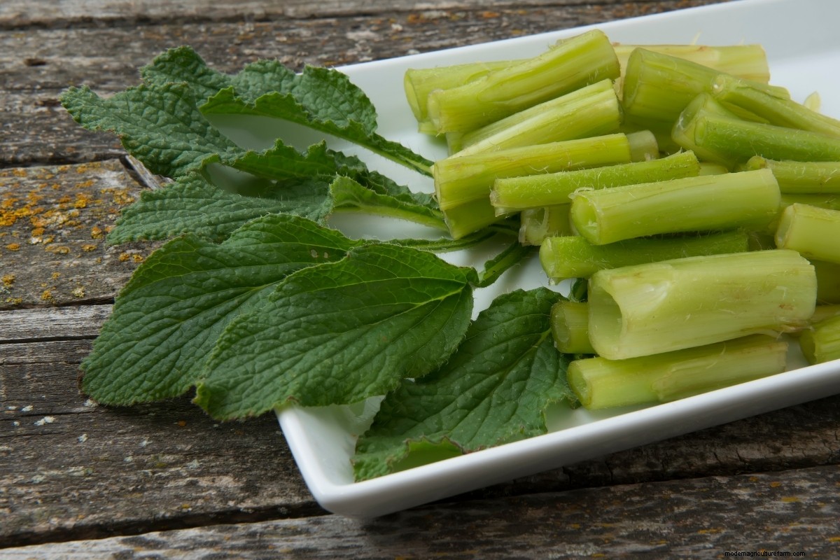 15 Ways to Use Borage