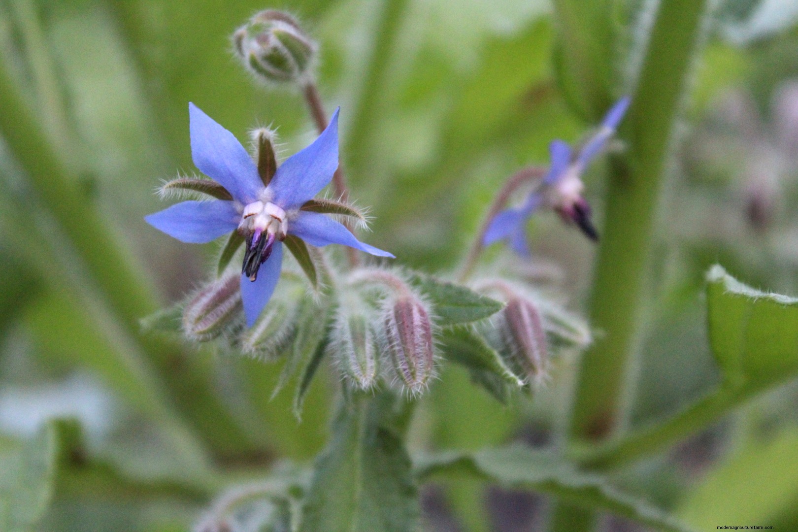 15 Ways to Use Borage