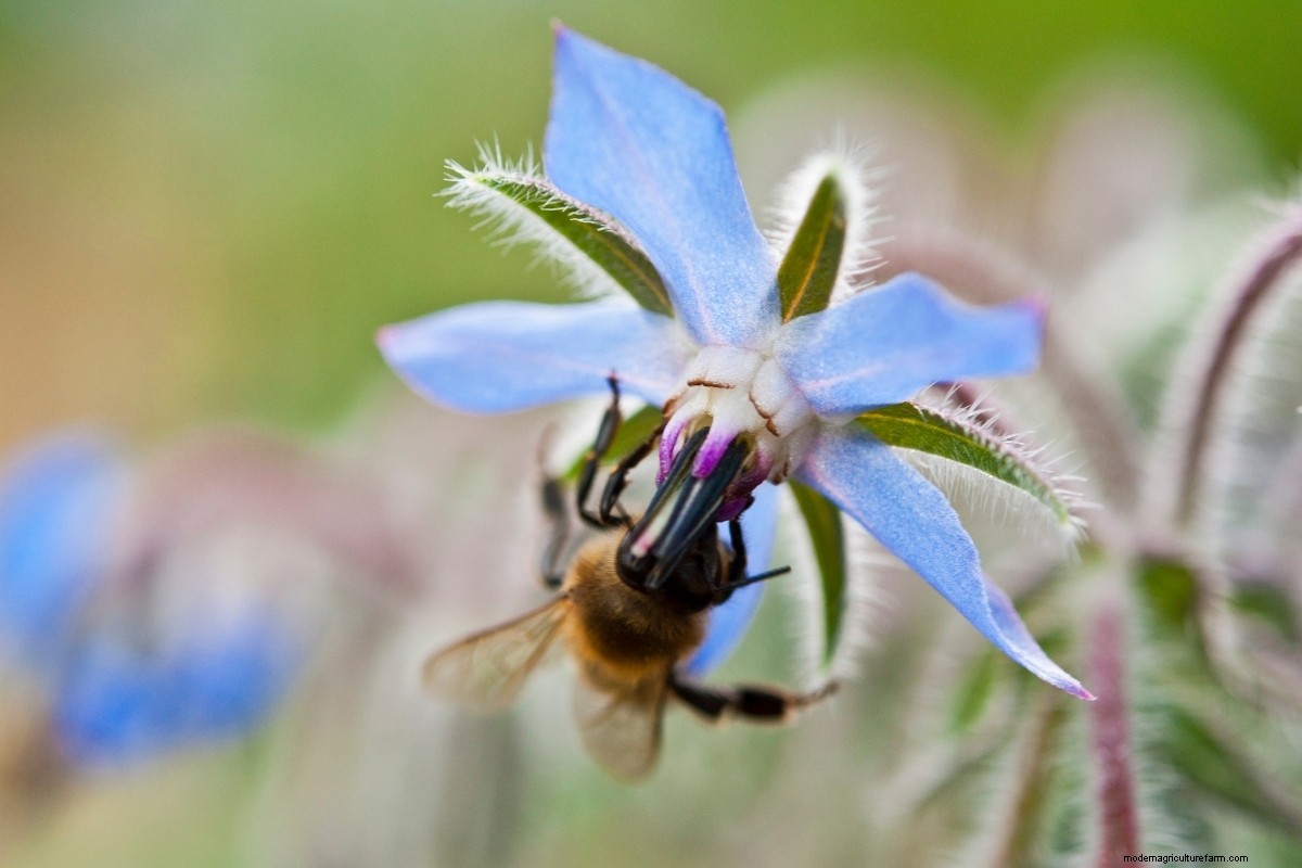 15 Ways to Use Borage