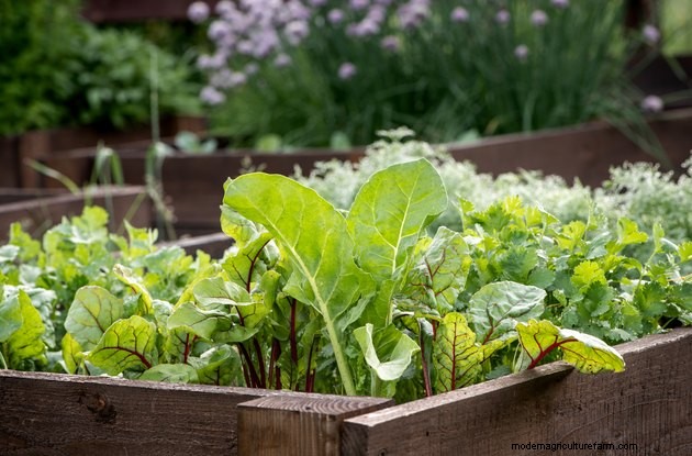 Everything You Need to Know About Container Vegetable Gardening