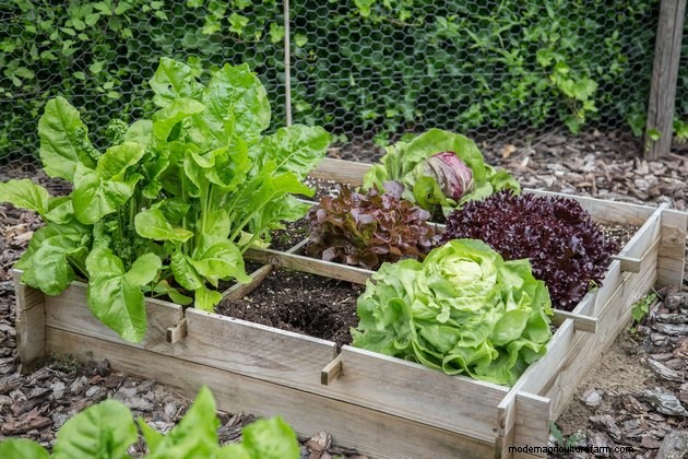 Everything You Need to Know About Container Vegetable Gardening