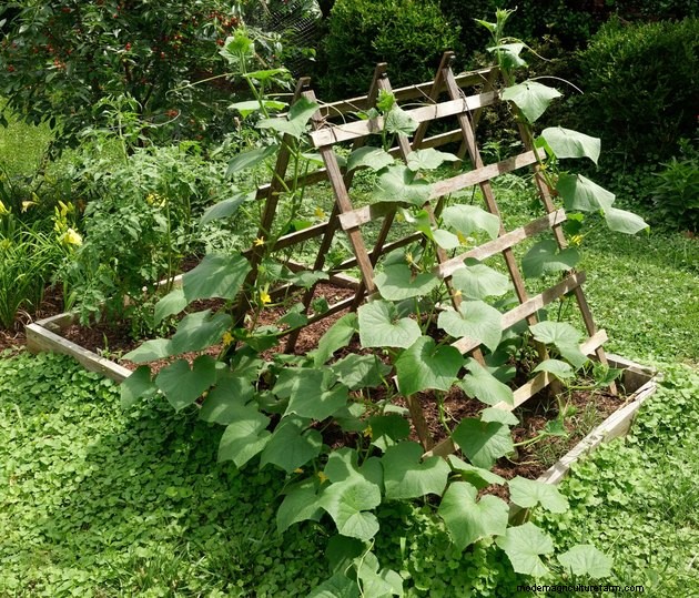 Everything You Need to Know About Container Vegetable Gardening