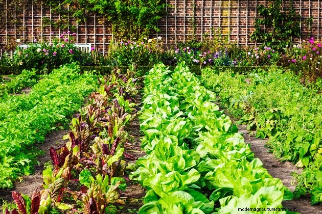 When to Plant Vegetables: A Seasonal Guide