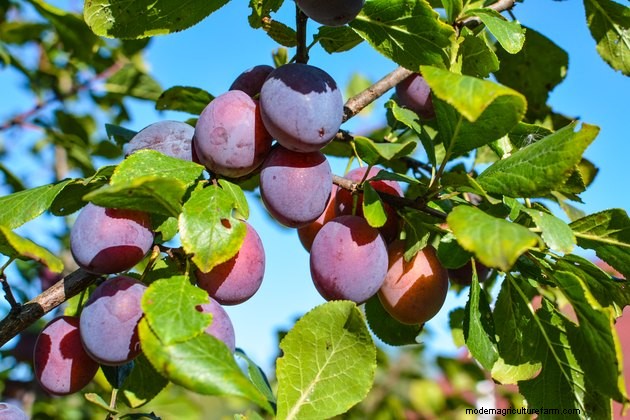 How to Grow Plums