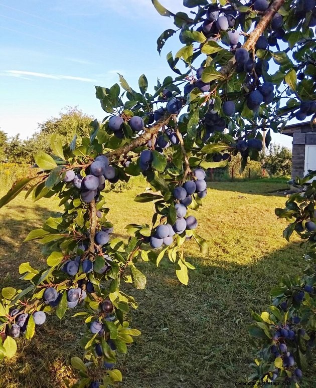 How to Grow Plums