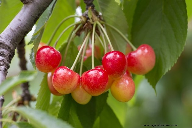 Can You Ripen Cherries After Theyre Picked?