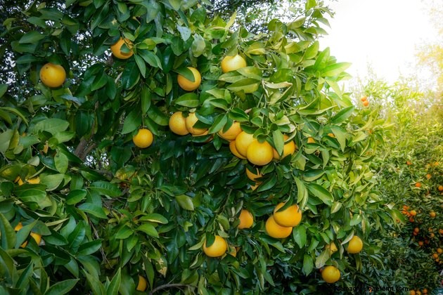When Is Grapefruit Ripe From the Tree?