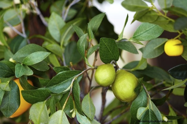 Ways to Use Lemon Tree Leaves