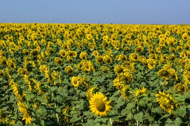 The Best Time to Plant Sunflower Seeds