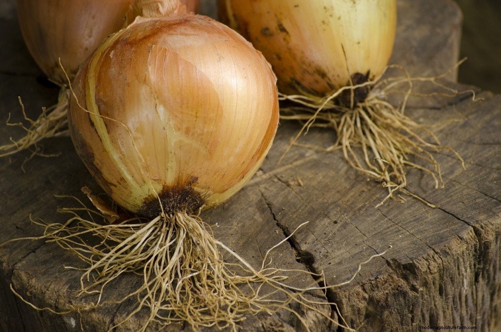 Growing Onions from Seed
