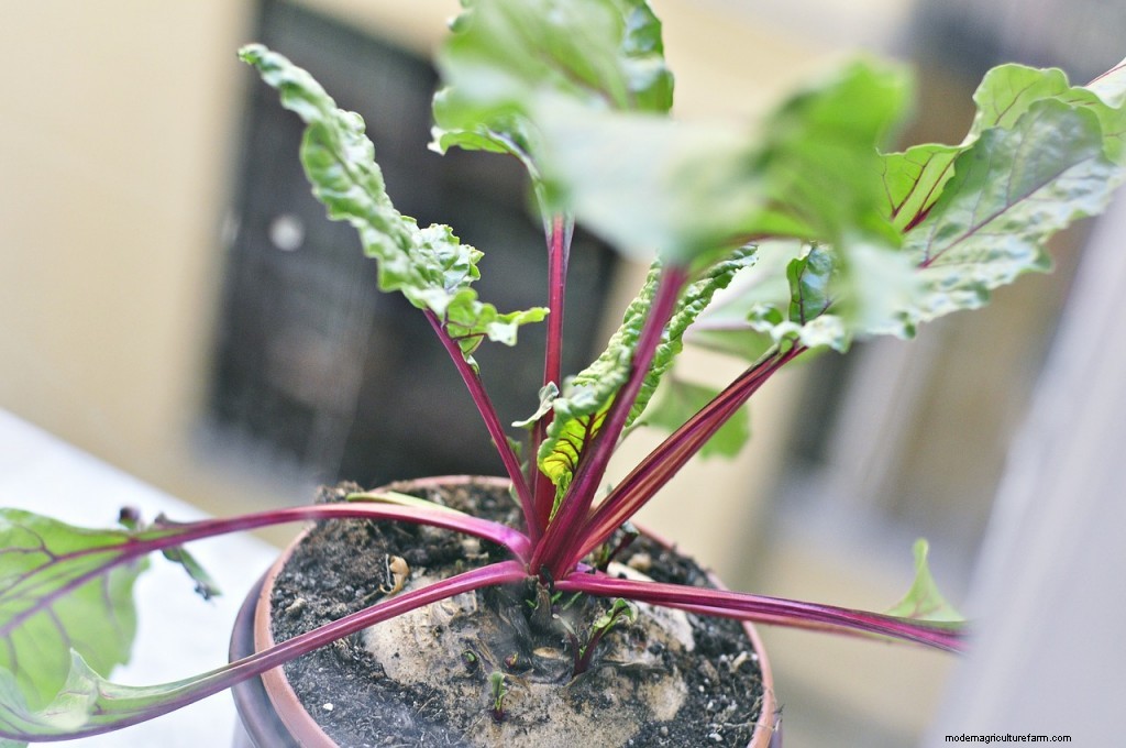 How to Grow Beetroot