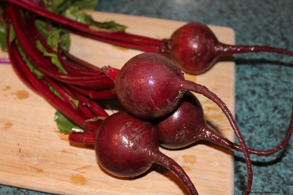 How to Grow Beetroot