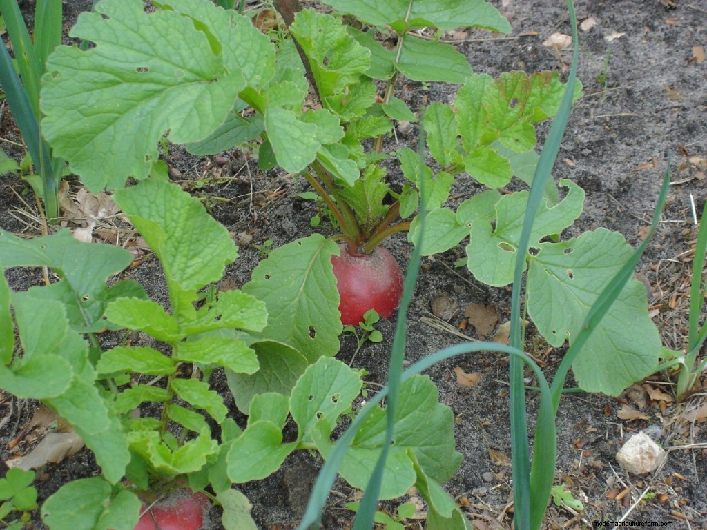How to Grow Beetroot