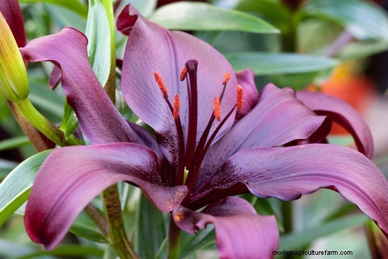Plant families: Liliaceae
